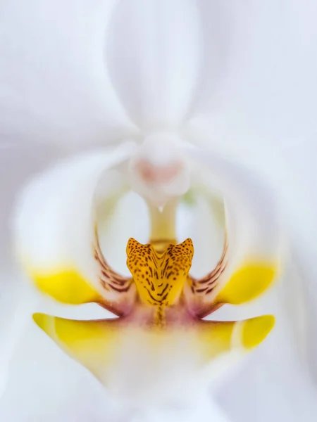 Белая Орхидея Желтым Центром Естественной Фотографии Природы Цветок Закрыть Изолированы — стоковое фото