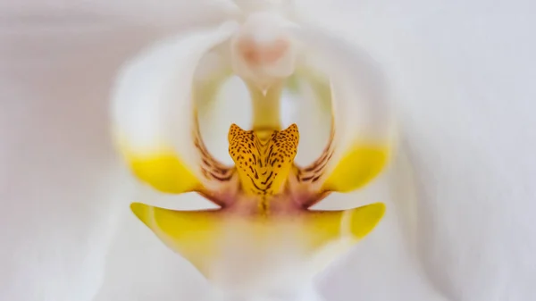 Orquídea Branca Com Centro Amarelo Fotografia Natural Natureza Flor Close — Fotografia de Stock