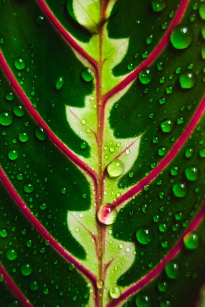 Maranta Leuconeura Liść Zbliżenie Naturalne Makro Fotografia Rośliny Uprawiane Domu — Zdjęcie stockowe