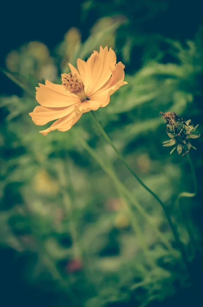 Vintage photo of Yellow Flowers — Stock Photo, Image