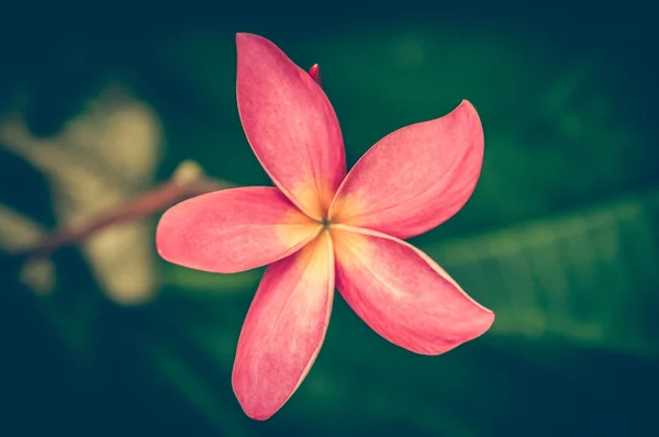 Foto vintage de flores rojas — Foto de Stock