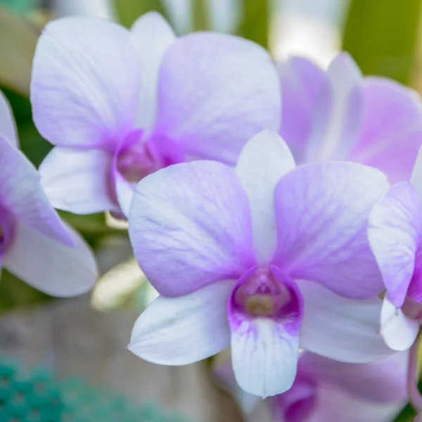 Violet orchid flowers closeup.Orchid flower bloom for background — Stock Photo, Image