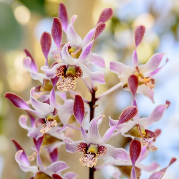 Beautiful pink orchid flowers closeup — Stock Photo, Image