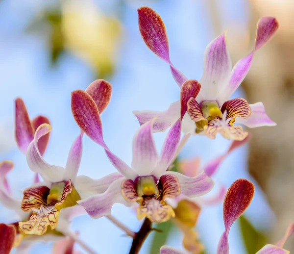 Hermosas flores de orquídea rosa primer plano — Foto de Stock
