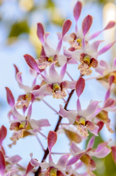 Beautiful pink orchid flowers closeup — Stock Photo, Image