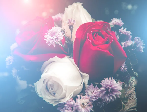 Hermosas rosas flores en estilo suave . — Foto de Stock
