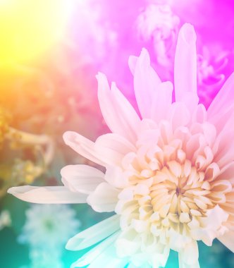 Canlı renkler güzel yumuşak tarzı çiçek.