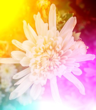 Canlı renkler güzel yumuşak tarzı çiçek.