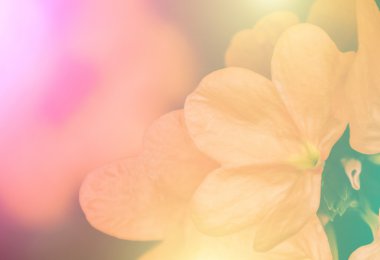 Canlı renkler güzel yumuşak tarzı çiçek.