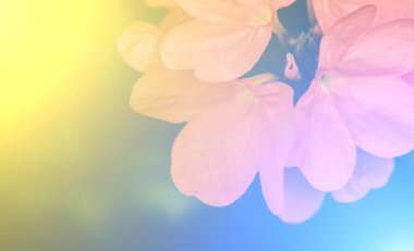 Canlı renkler güzel yumuşak tarzı çiçek.