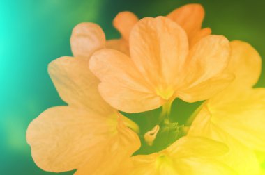 Canlı renkler güzel yumuşak tarzı çiçek.