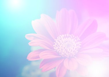 canlı güzel kır çiçekleri yumuşak bir tarzda renk. Sanat doku için