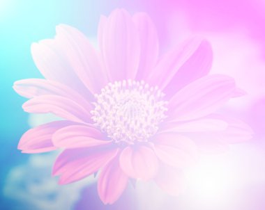 canlı güzel kır çiçekleri yumuşak bir tarzda renk. Sanat doku için