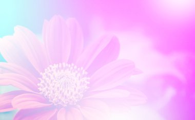 canlı güzel kır çiçekleri yumuşak bir tarzda renk. Sanat doku için