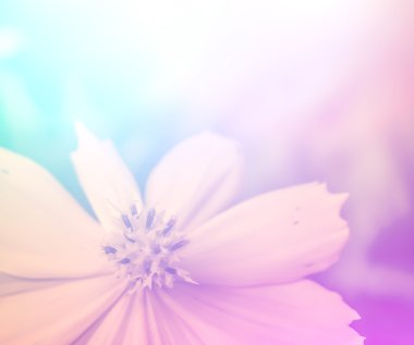 canlı güzel kır çiçekleri yumuşak bir tarzda renk. Sanat doku için