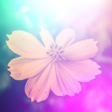 canlı güzel kır çiçekleri yumuşak bir tarzda renk. Sanat doku için