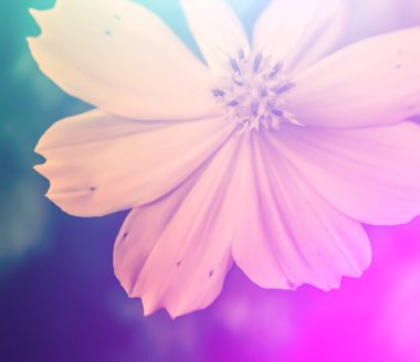 canlı güzel kır çiçekleri yumuşak bir tarzda renk. Sanat doku için