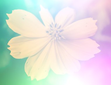 canlı güzel kır çiçekleri yumuşak bir tarzda renk. Sanat doku için