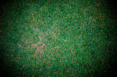 Yeşil çim arka plan. Metin veya yaratıcı websi eklemek için