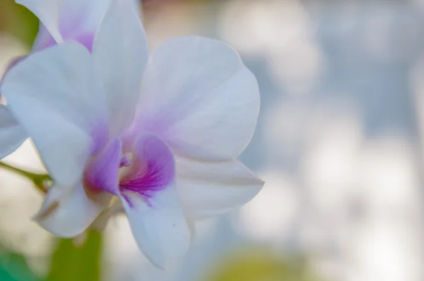 Flores violetas de la orquídea close up. Flor de la orquídea para el fondo — Foto de Stock