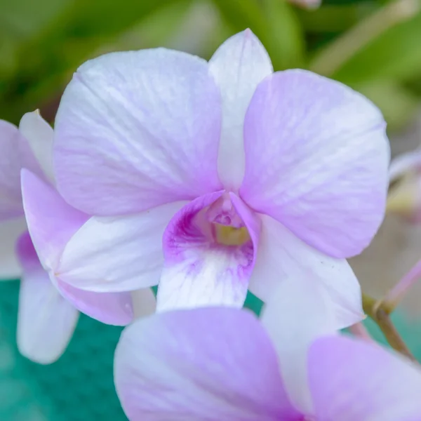 Flores violetas de la orquídea close up. Flor de la orquídea para el fondo — Foto de Stock