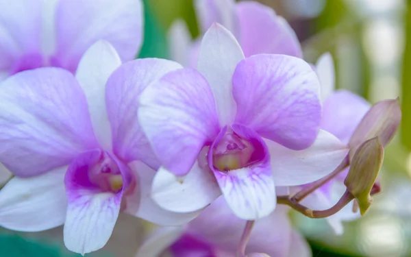 Flores violetas de la orquídea close up. Flor de la orquídea para el fondo — Foto de Stock