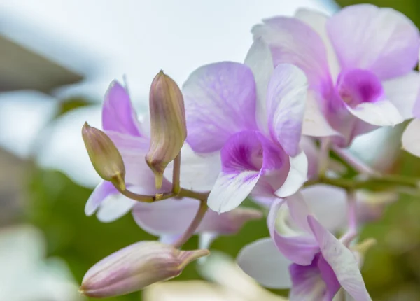 Flores violetas de la orquídea close up. Flor de la orquídea para el fondo — Foto de Stock