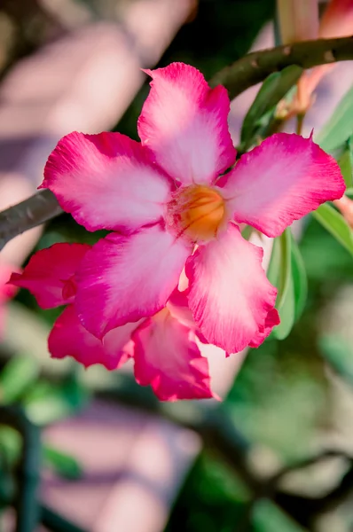 Vackra detaljer i en orkidé blomma — Stockfoto