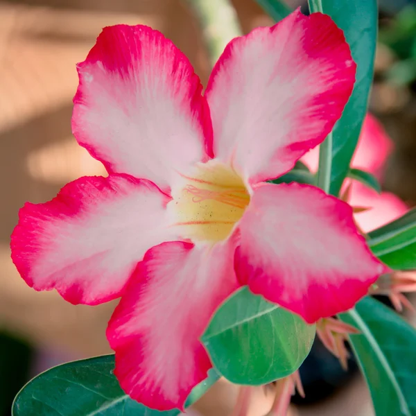 Vackra detaljer i en orkidé blomma — Stockfoto