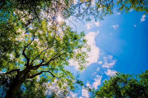 Arbres forestiers. lumière du soleil et ciel bleu milieux . — Photo