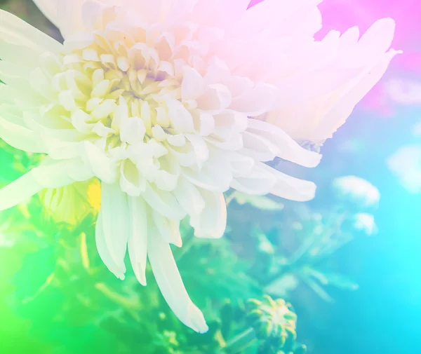 Levande färger vackra blommor i mjuk stil. — Stockfoto
