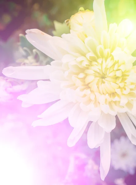 Levande färger vackra blommor i mjuk stil. — Stockfoto