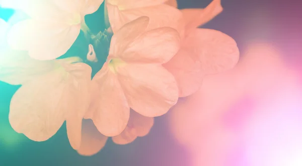 Levande färger vackra blommor i mjuk stil. — Stockfoto