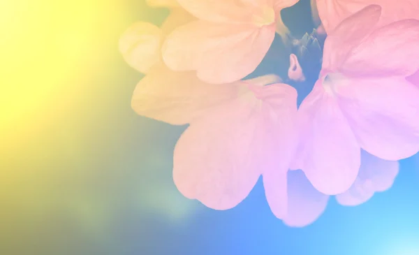 Ζωντανό χρώματα όμορφα λουλούδια σε μαλακό στυλ. — Φωτογραφία Αρχείου