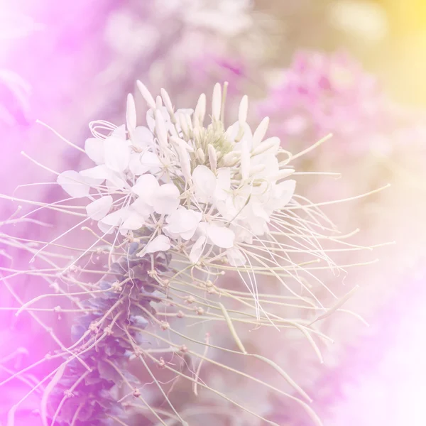 Levande färg vackra vilda blommor i mjuk stil. För konst textur — Stockfoto