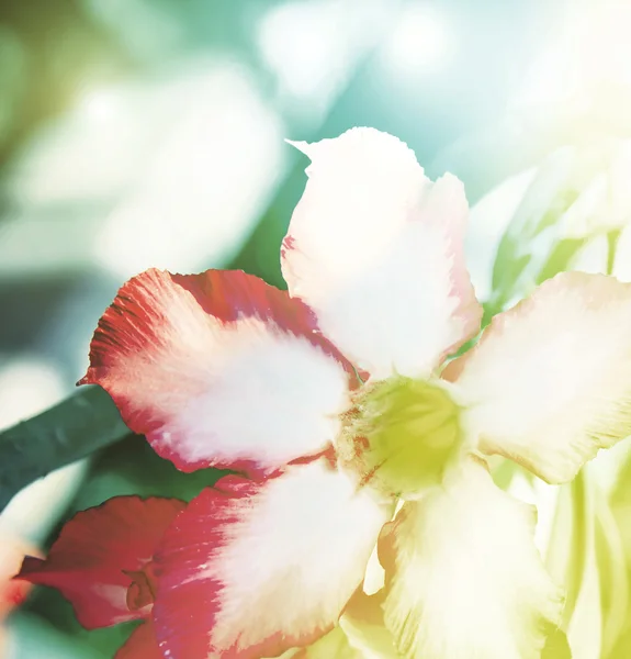 Color vivo hermosas flores silvestres en un estilo borroso. — Foto de Stock