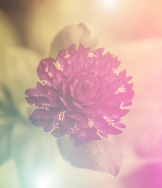 Canlı güzel kır çiçekleri yumuşak bir tarzda renk. Sanat doku için — Stok fotoğraf