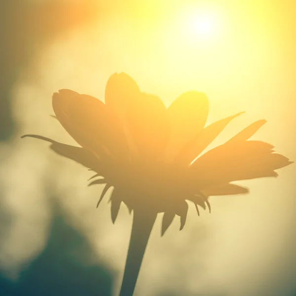 Photo vintage de fleur. belle gerbera rouge et duvet au soleil — Photo