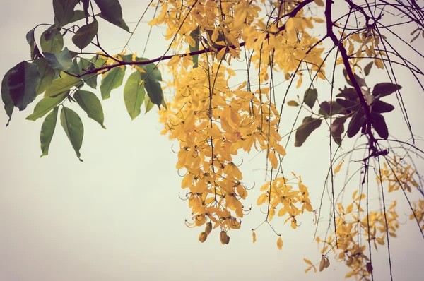 Foto vintage de flores de Coon — Foto de Stock