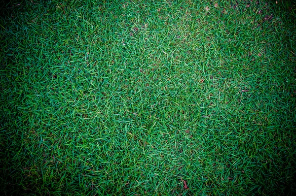 녹색 잔디의 배경입니다. 텍스트 또는 창조적인 websi 삽입 — 스톡 사진