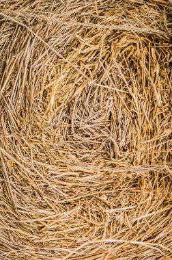 Kuru saman portre resim doğal arka plan olarak. Siyah ve beyaz.