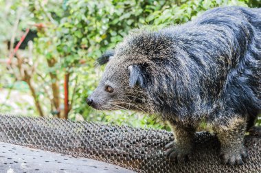 Binturong.Exotic, nadir ve eğlenceli hayvan ayı.