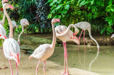 Flamingo.