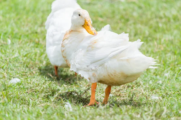 Campo de perseguição de pato . — Fotografia de Stock