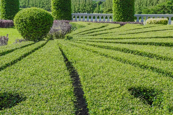 Jardinería de árboles —  Fotos de Stock