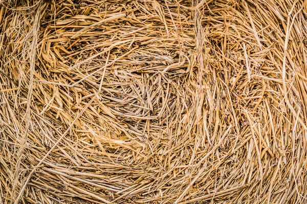 Dry hay closeup image as natural background.