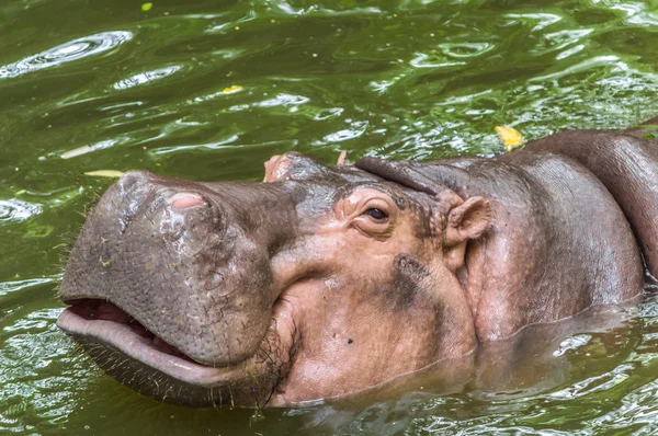 Hipopopotam. — Zdjęcie stockowe