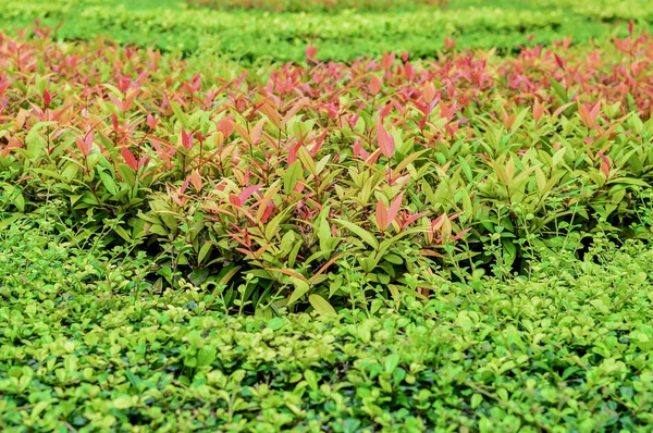 Kebun Indah . — Stok Foto