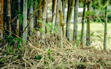 Doğal arka plan için bir bahçede yeşil bambu ağacı.