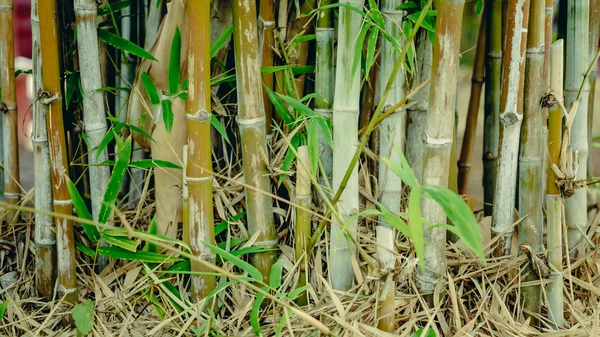 Doğal arka plan için bir bahçede yeşil bambu ağacı. — Stok fotoğraf